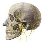 Principais nervos da cabeça e do pescoço