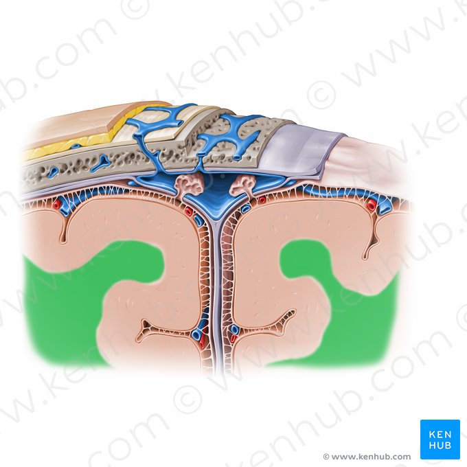 Sustancia blanca (Substantia alba); Imagen: 