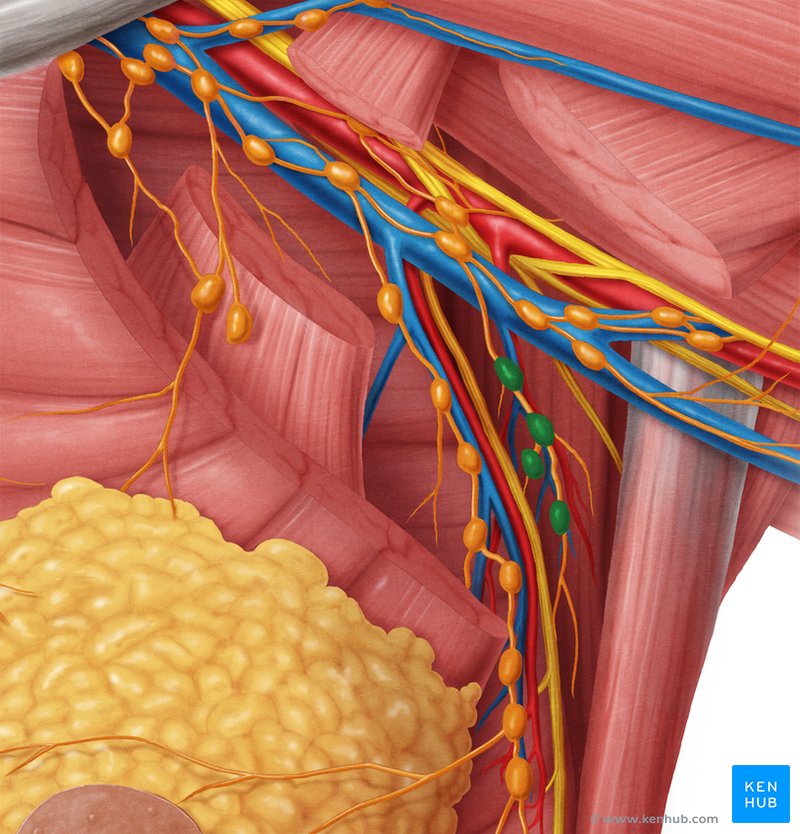 Axillary Lymph Nodes Anatomy Diagram CKPCC