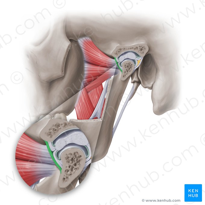 Cápsula articular anterior da articulação temporomandibular (Capsula articularis anterior articulationis temporomandibularis); Imagem: Paul Kim
