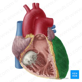 Left ventricle of heart (Ventriculus sinister cordis); Image: Yousun Koh