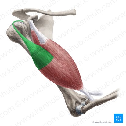 Cabeza larga del músculo bíceps braquial (Caput longum musculi bicipitis brachii); Imagen: Yousun Koh