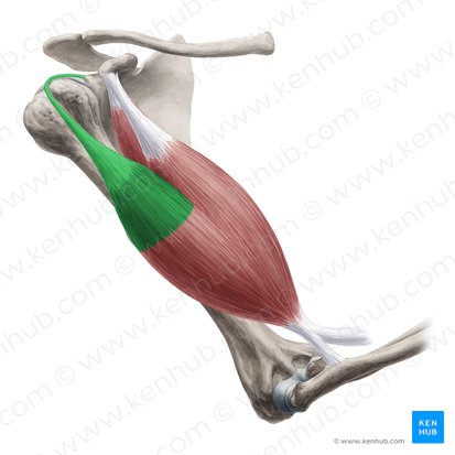 Long head of biceps brachii muscle (Caput longum musculi bicipitis brachii); Image: Yousun Koh