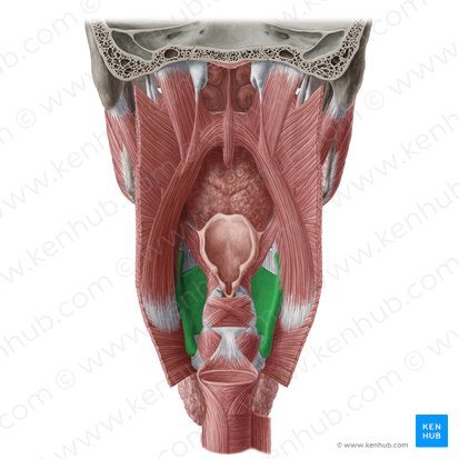 Thyroid cartilage (Cartilago thyroidea); Image: Yousun Koh