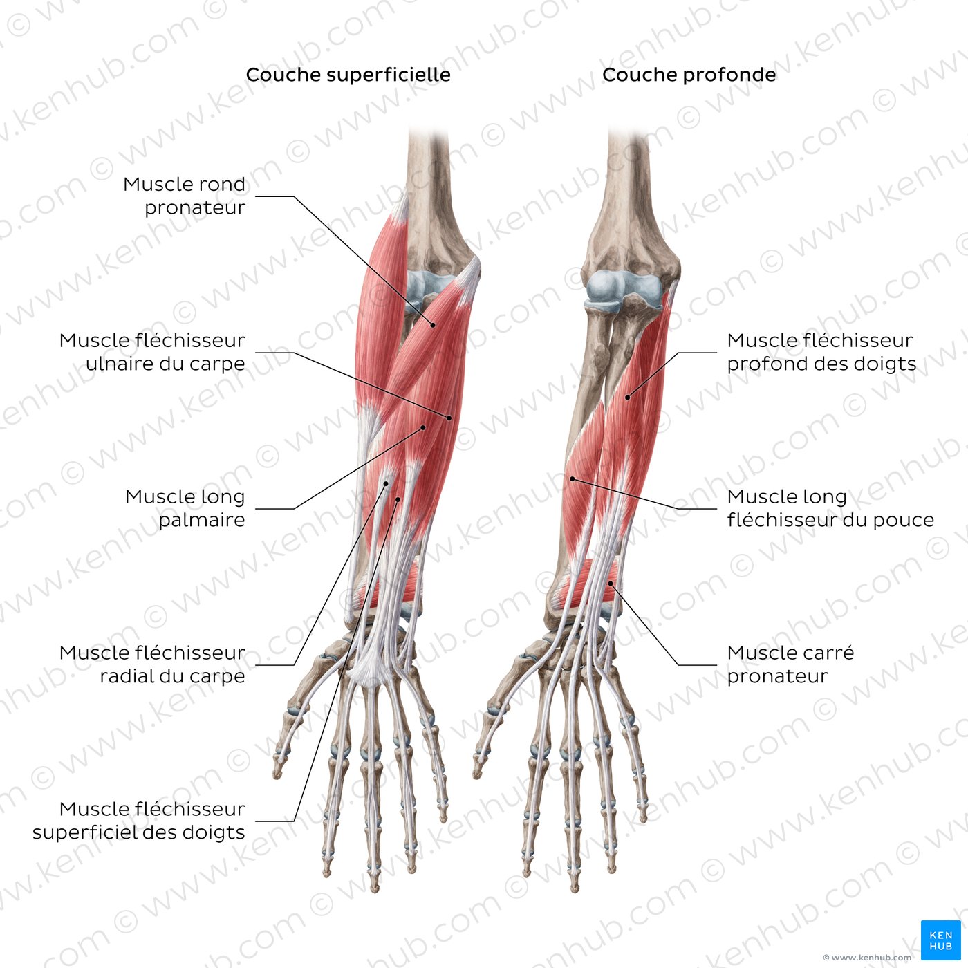 Diagram of the forearm flexors
