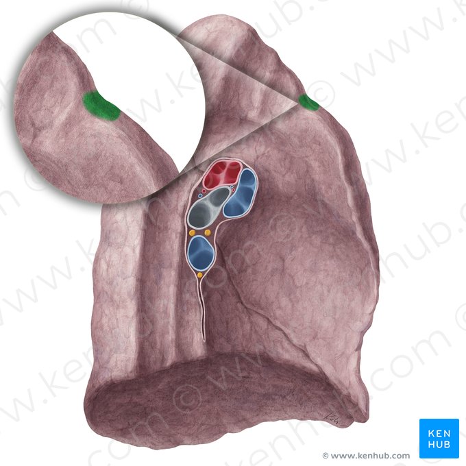 Impresión de la 1ª costilla del pulmón izquierdo (Impressio costae primae pulmonis sinistri); Imagen: Yousun Koh