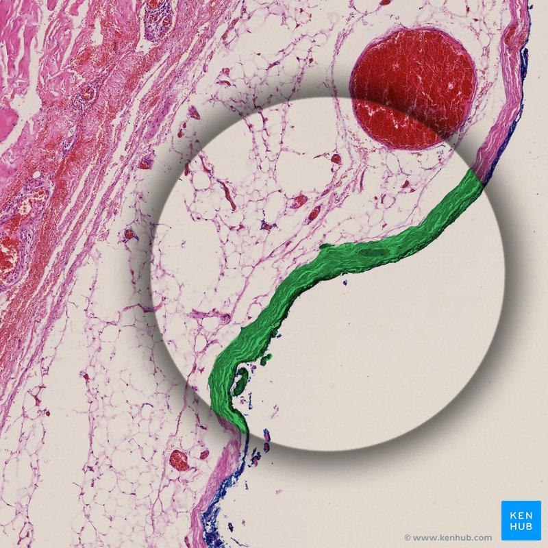 Skin - histological slide