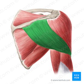 Porción espinal del músculo deltoides (Pars spinalis scapularis musculi deltoideus); Imagen: Yousun Koh