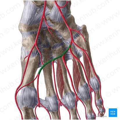 Plantar arch (Arcus plantaris); Image: Liene Znotina