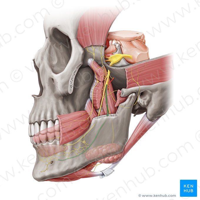 Nervio alveolar inferior (Nervus alveolaris inferior); Imagen: Paul Kim