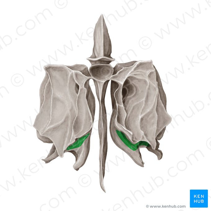 Meato nasal superior (Meatus nasalis superior); Imagem: Samantha Zimmerman