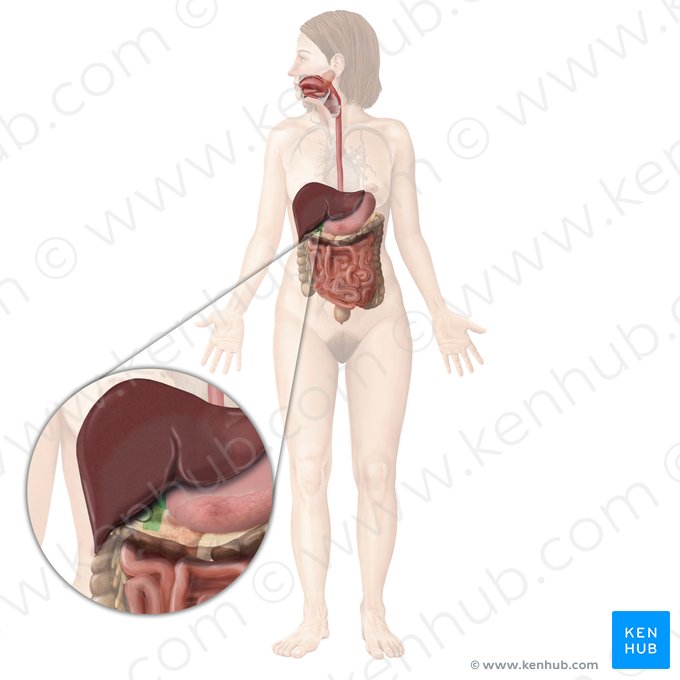 Duodénum (Duodenum); Image : Begoña Rodriguez