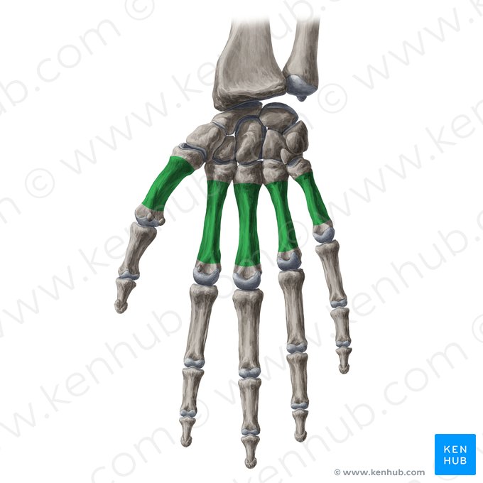 Corpo do osso metacarpal (Corpus ossis metacarpi); Imagem: Yousun Koh