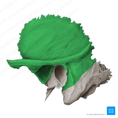 Pars squamosa ossis temporalis (Schuppenteil des Schläfenbeins); Bild: Samantha Zimmerman