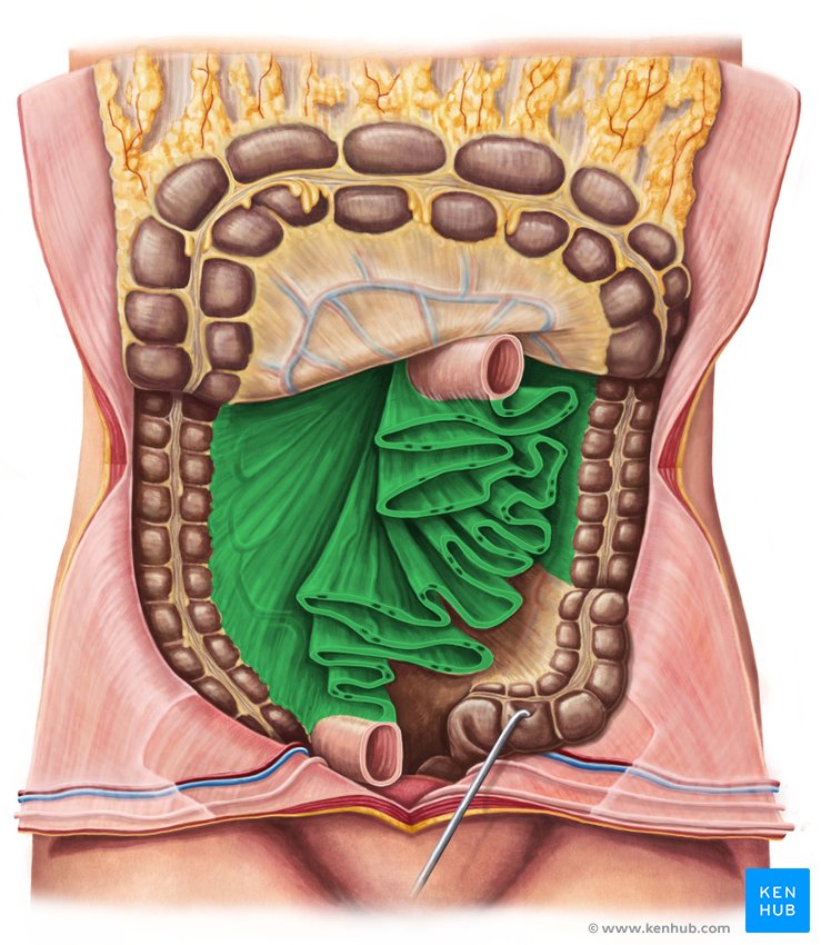 Mesentery - ventral view