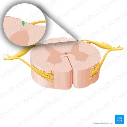 Sulcus posterolateralis medullae spinalis (Hinterseitenfurche des Rückenmarks); Bild: Paul Kim