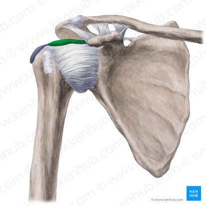 Bursa subacromial (Bursa subacromialis); Imagem: Yousun Koh