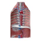 Vascularización e inervación del mediastino posterior