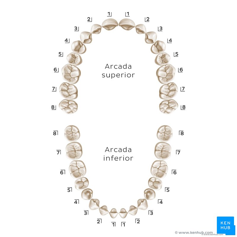 Nomes dos dentes - Sistema de notação Palmer