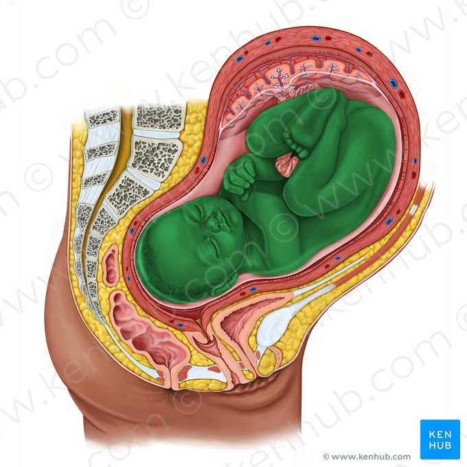 Feto (Fetus); Imagem: Irina Münstermann