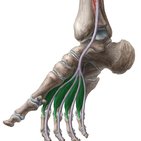 Músculos lumbricais do pé