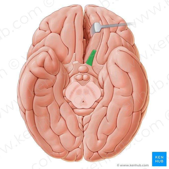 Optic nerve (Nervus opticus); Image: Paul Kim