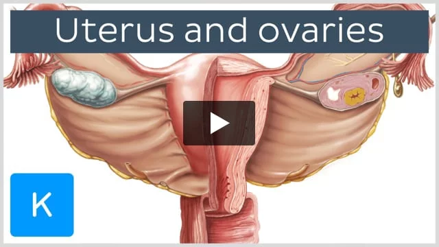 Fallopian (uterine) tubes: Anatomy and histology