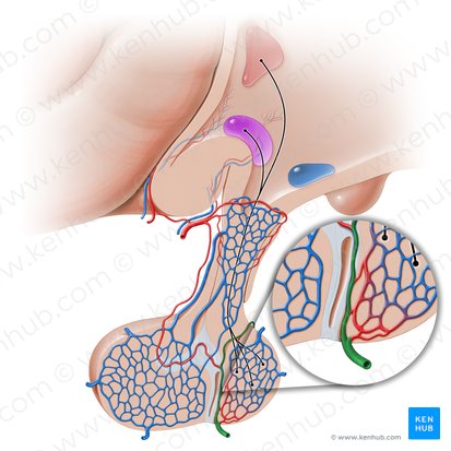 Inferior hypophyseal artery (Arteria hypophysialis inferior); Image: Paul Kim