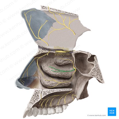 Ramos nasales laterales posteriores superiores del ganglio pterigopalatino (Rami nasales posteriores superiores laterales ganglii pterygopalatini); Imagen: Begoña Rodriguez