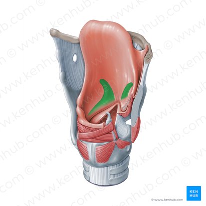 Saccule du larynx (Sacculus laryngis); Image : Paul Kim