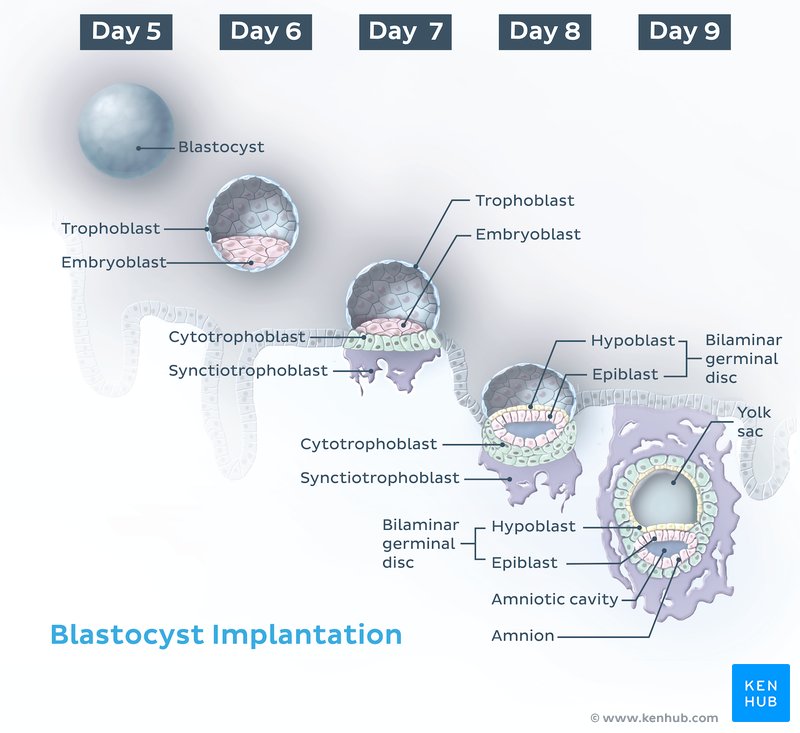 Blastocyst implantation