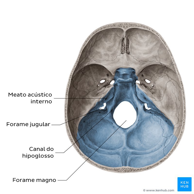 Forames da fossa craniana posterior (vista superior)