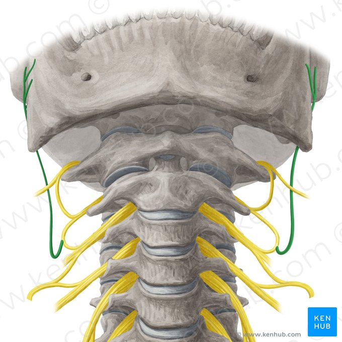 Nervio auricular mayor (Nervus auricularis magnus); Imagen: Yousun Koh