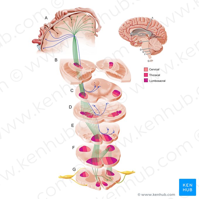 Corticospinal tract (Fibrae corticospinales); Image: Paul Kim