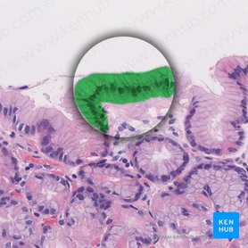Células mucosas superficiais (Mucocyti superficiales); Imagem: 