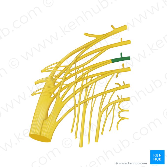 Nerf spinal S1 (Nervus spinalis S1); Image : Begoña Rodriguez