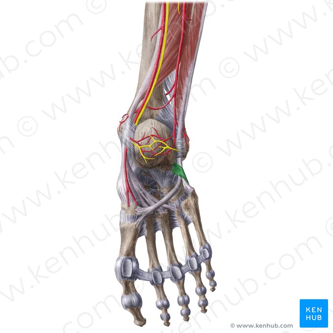 Retináculo fibular inferior (Retinaculum musculorum fibularium inferius); Imagem: Liene Znotina