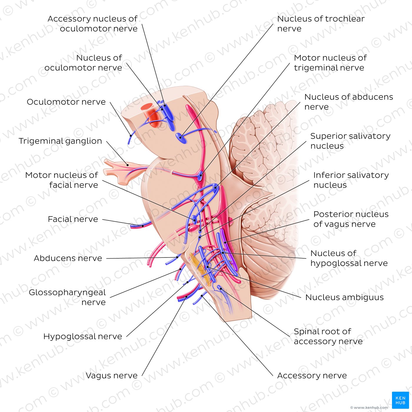 Cranial nerve nuclei - sagittal view (efferent)