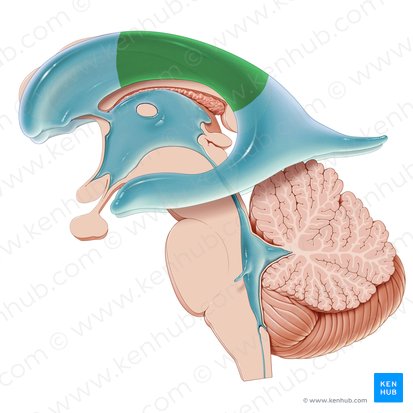 Porción central del ventrículo lateral (Pars centralis ventriculi lateralis); Imagen: Paul Kim