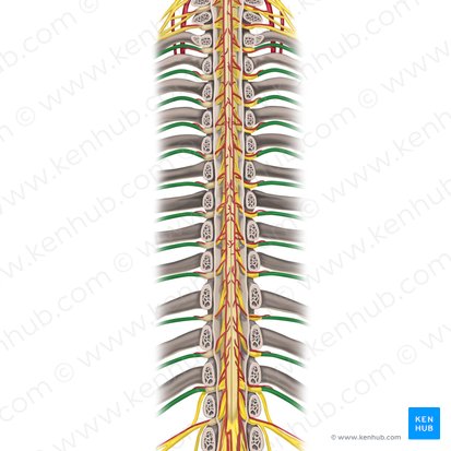 Nervios espinales T1 - T12 (Nervi spinales T1-T12); Imagen: Rebecca Betts