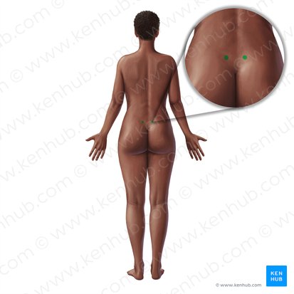 Spina iliaca posterior superior (Hinterer oberer Darmbeinstachel); Bild: Paul Kim
