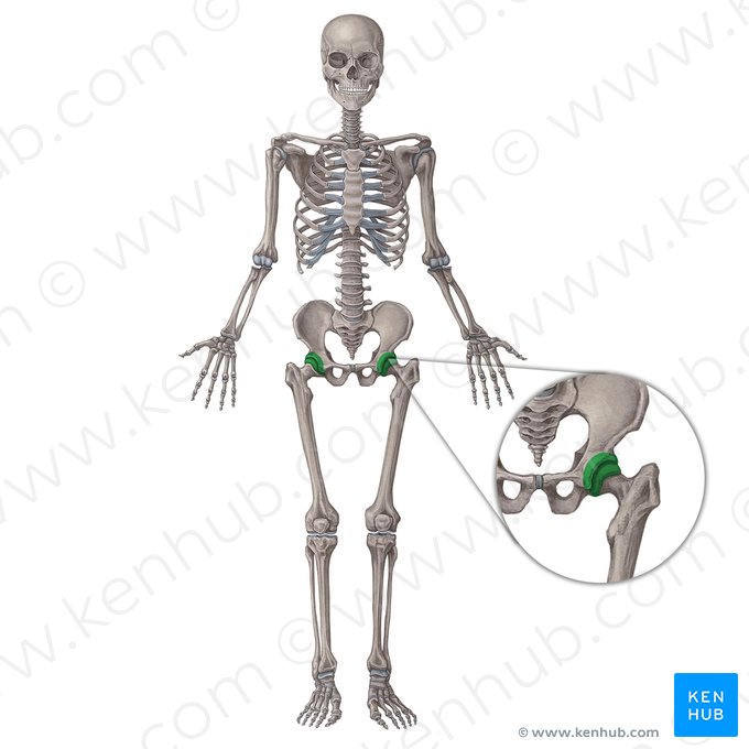 Articulatio coxae (Hüftgelenk); Bild: Irina Münstermann