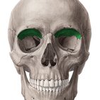 Vistas anterior e lateral do crânio
