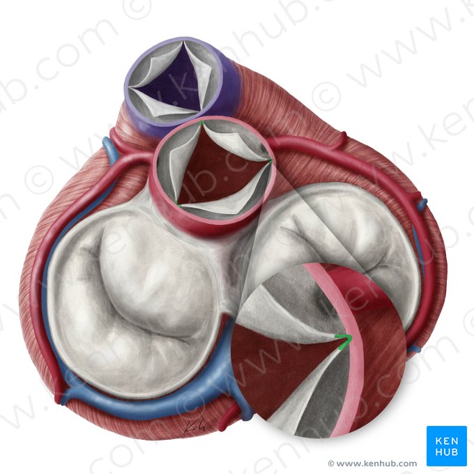 Comisuras de las válvulas semilunares de la valva aórtica (Commissurae valvularum semilunarium valvae aortae); Imagen: Yousun Koh