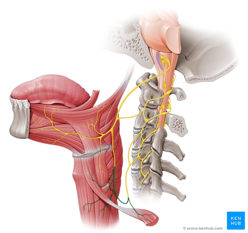 Ansa cervical - vista lateral esquerda