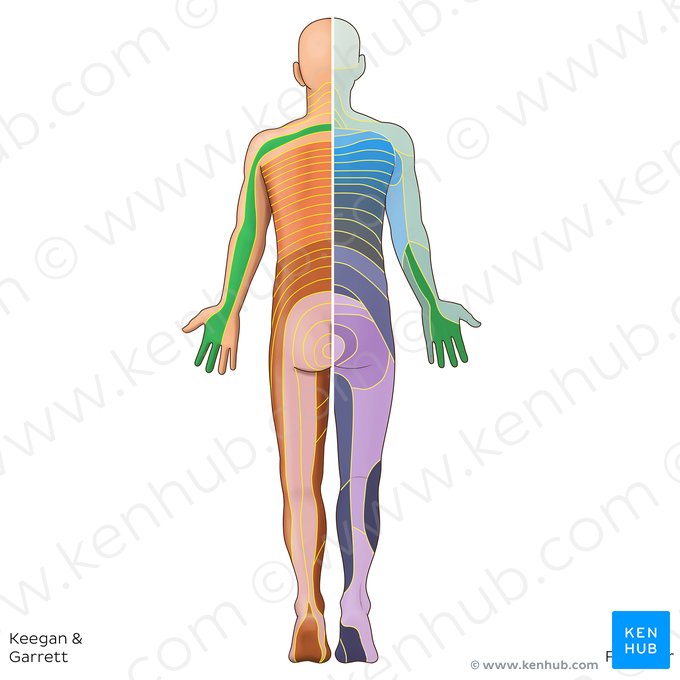 C7 dermatome (Dermatoma C7); Image: Irina Münstermann