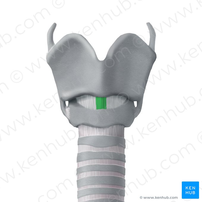 Ligamento cricotireóideo mediano (Ligamentum cricothyroideum medianum); Imagem: Begoña Rodriguez