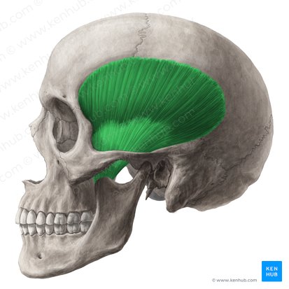 Músculo temporal (Musculus temporalis); Imagem: Yousun Koh