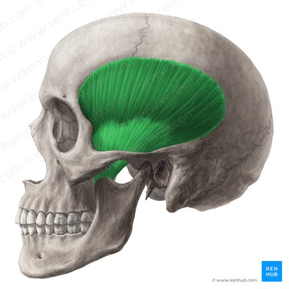 Músculo temporal (Musculus temporalis); Imagen: Yousun Koh