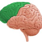 Horizontal sections of the brain